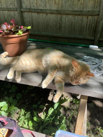 orange cat lounging